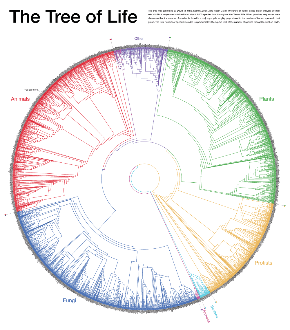 Tree-based visualizations - Expert Data Visualization