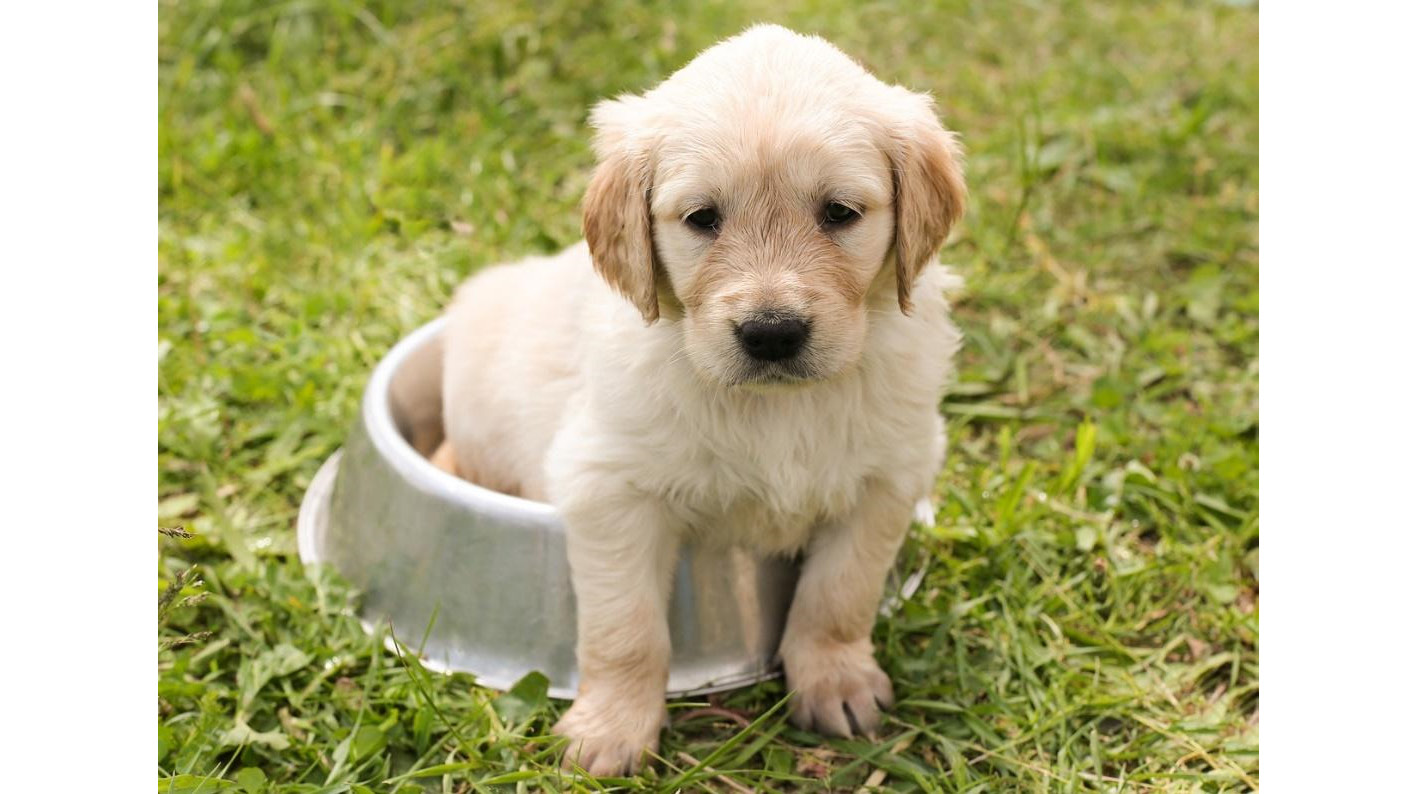 Figure 2.27: Image of a Golden Retriever puppy
