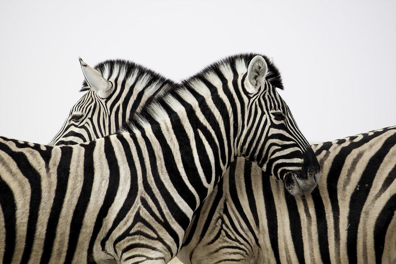 Figure 2.38: Image of zebras
