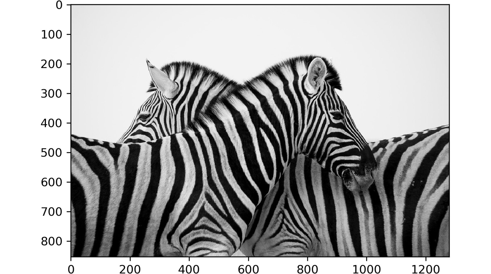 Figure 2.50: Image of zebras
