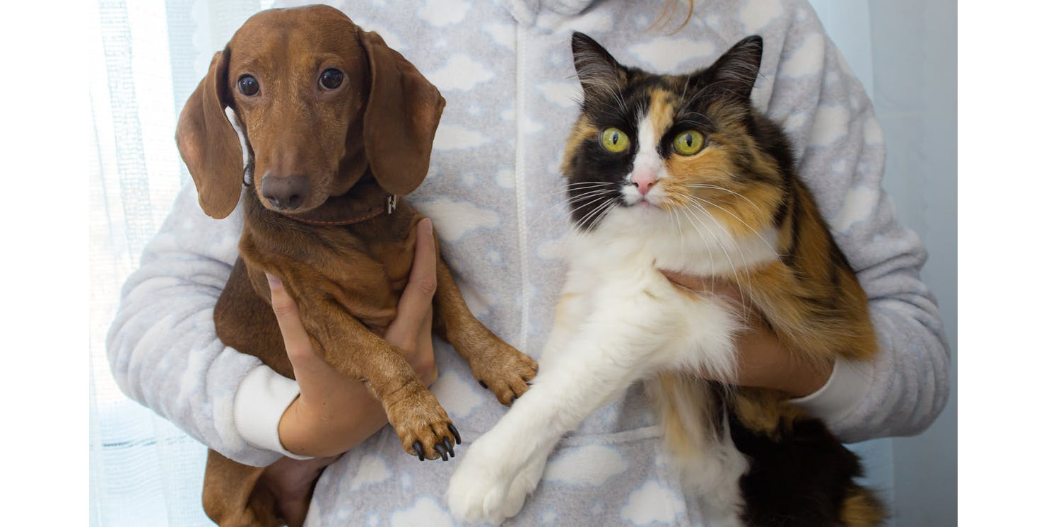 Figure 1.13 – A person holding a dog and a cat