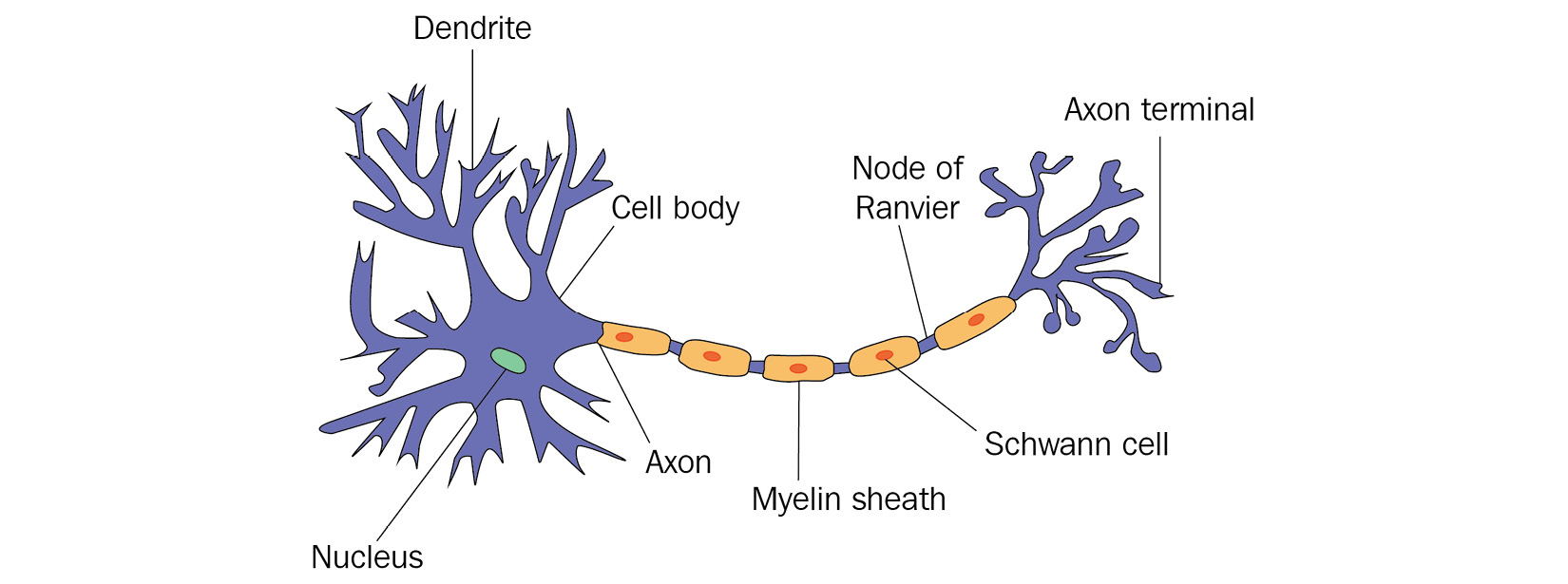 Figure 1.1 – Neuron in a biological neural network
