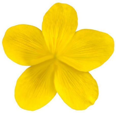 Figure 11.1 – Buttercup flower petals