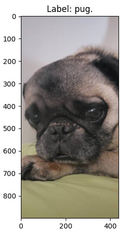 Figure 2.5 – Correctly classified image
