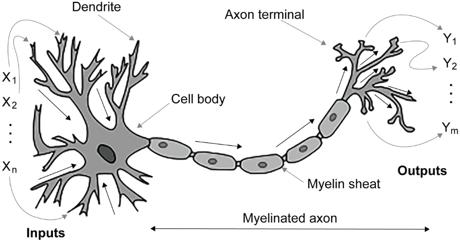Figure 2.1: Biological neuron
